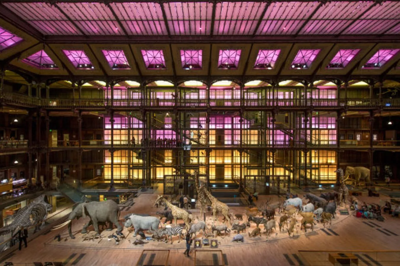 16244_Grande-Galerie-de-l-Evolution-Museum-national-d-Histoire-naturelle-Interieur-animaux--630x405--©-MNHN-Bruno-Jay_landscape_3-2_xl.jpg.webp