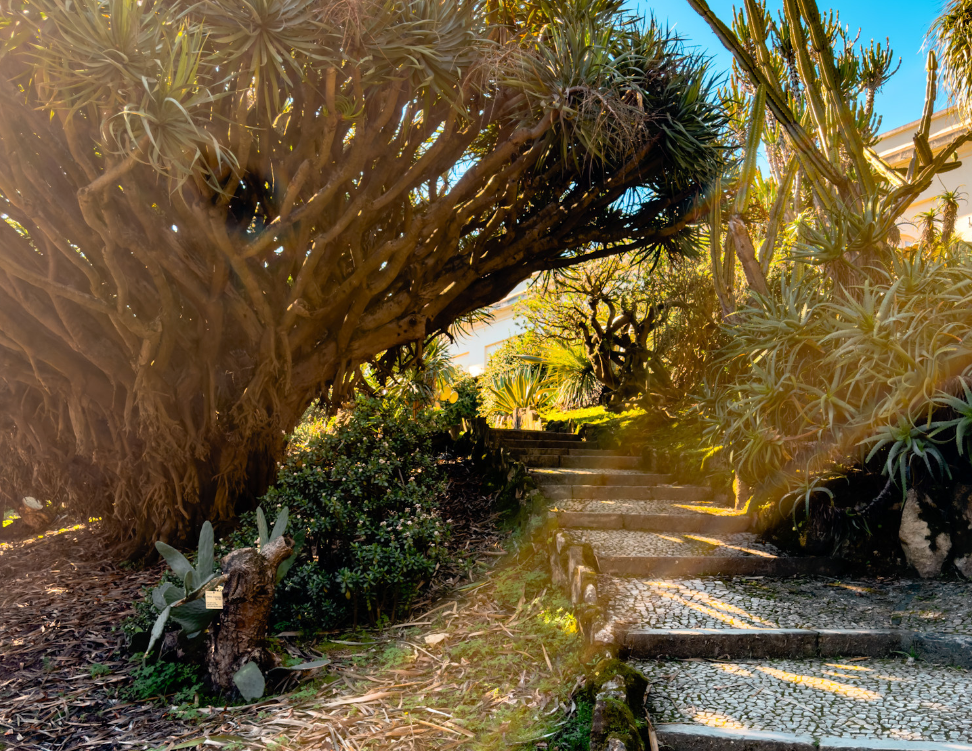 Lisbon Botanical Garden (3).png
