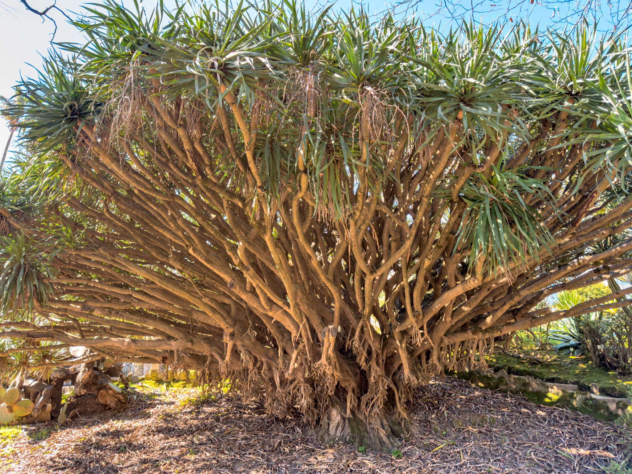 Lisbon Botanical Garden2.jpg